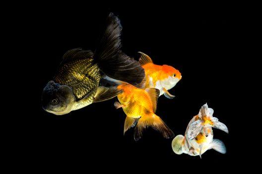 Four  Goldfish swimming in tank over large pebbles with black background 