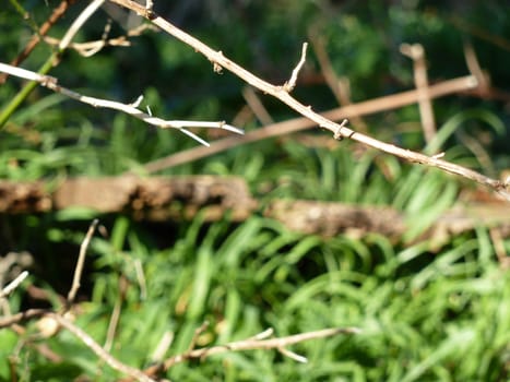 Thin brown branch of a tree against a natural background