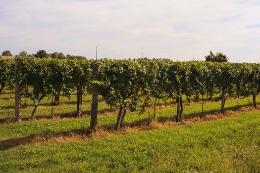 View of vineyards in Friuli Venezia Giulia, Italy