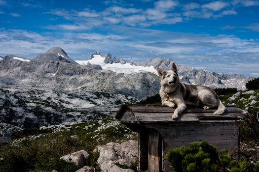 Dog on the roof with mountains in the background