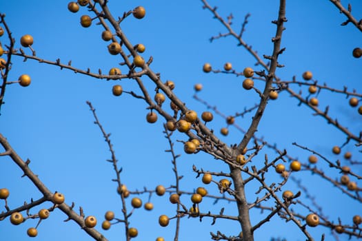 View of sorbo fruits on branches tree