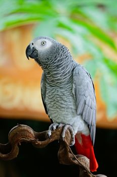 Beautiful grey parrot, African Grey Parrot (Psittacus erithacus), standing on a branch, breast profile
