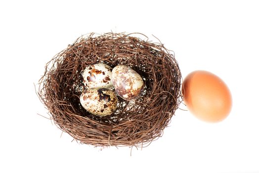 Bird's nest with big and small eggs isolated on a white background