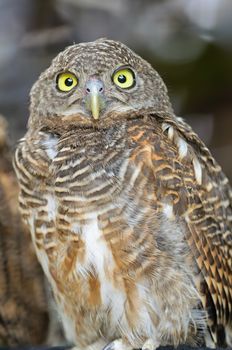 Asian Barred Owlet (Glaucidium cuculoides), face and breast profile