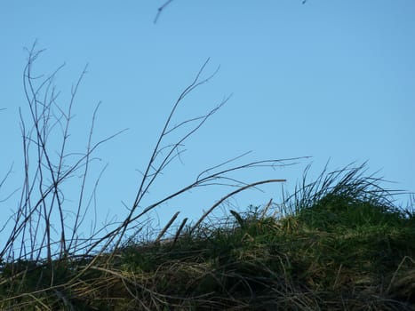 Plant stalks on a grassy bank against a sky blue background