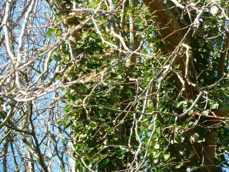 Green ivy covering tree trunks with a blue background