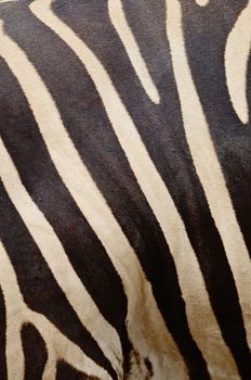 Skin of Common Zebra, Burchell's Zebra