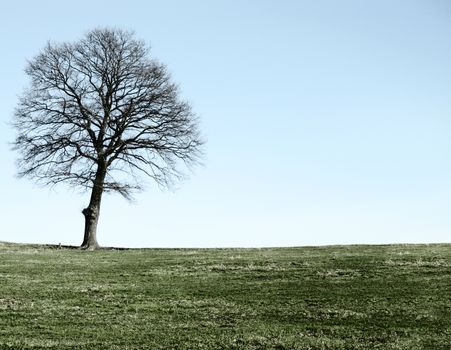 Tree on field on a sunny autumn or spring day. ultra large size {shot on PhaseOne P45}