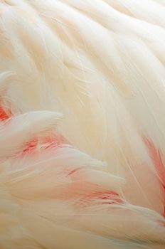 Greater Flamingo (Phoenicopterus roseus) feathers