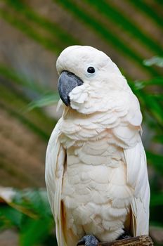 Beautiful pale pink Cockatoo, Mollucan Cockatoo (Cacatua moluccensis), standing on a branch