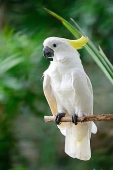 Beautiful white Cockatoo, Sulphur-crested Cockatoo (Cacatua galerita), standing on a branch