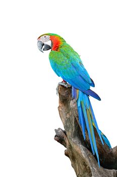 Colorful Harlequin Macaw aviary, back profile, isolated on white 