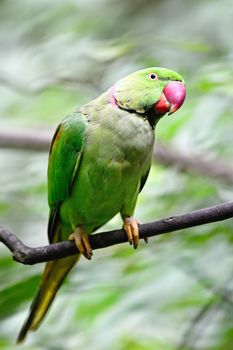 Green Parakeet, a male Alexandrine Parakeet (Psittacula eupatria), standing on a branch