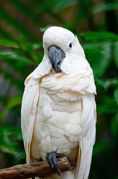 Beautiful pale pink Cockatoo, Mollucan Cockatoo (Cacatua moluccensis), standing on a branch