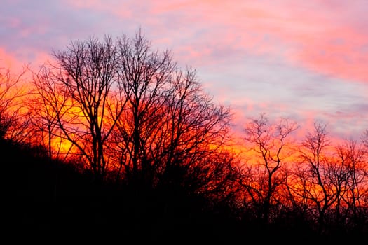View of tree at red sunset in the winter
