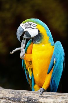 Colorful Blue and Gold Macaw aviary, breast profile 