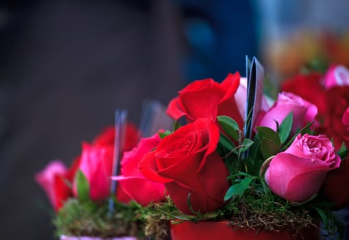 A lot of roses inside the pots