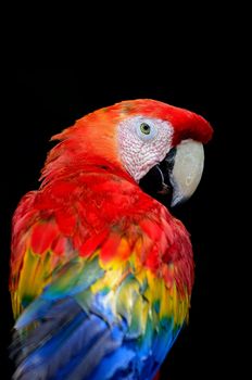 Colorful Scarlet Macaw aviary, face and back profile