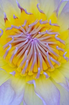 Close up of beautiful purple water lily