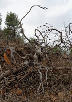 Big tangled snag on the hill 