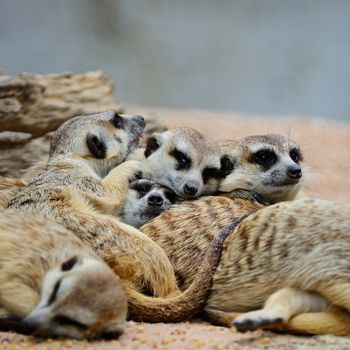 Family of Suricates or Meerkats (Suricata suricatta) in relaxation period