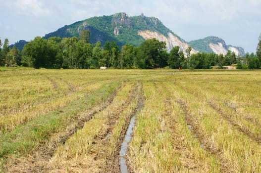 Landscape of rice field just harvested, behind the plantation is mountain chain