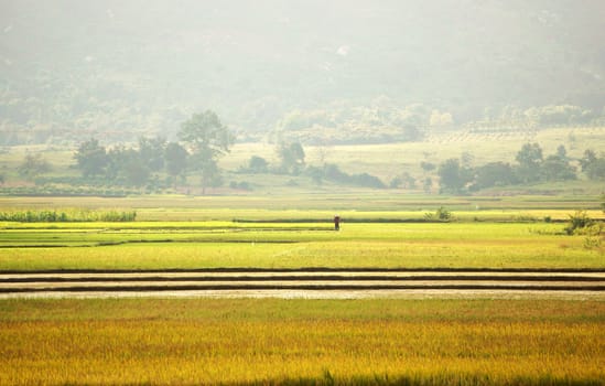 Beautiful landscape with people on rice field under golden light     