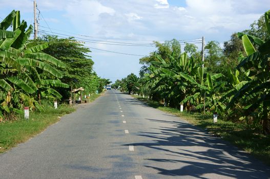 The asphalt road with row of banana trees in sunny day under sky