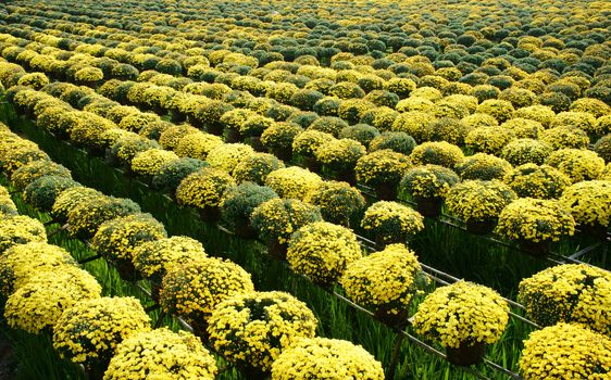 Success springtime crop with daisy flower blossom in bright yellow, ready for Vietnam Tet ( Lunar New Year)