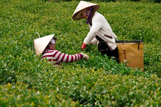 DA LAT, VIET NAM, ASIA - JULY 31. Two tea picker pick tea leaves (leafs) on tea farm, the large green tea field in harvest stage in Dalat, Vietnam, Asia on July 31, 2012