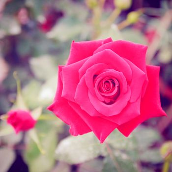 Red rose in garden with retro filter effect