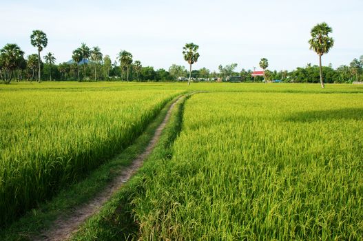 Beautiful landscape of nature with the path on green rice field and palm trees in sunny day at countryside 