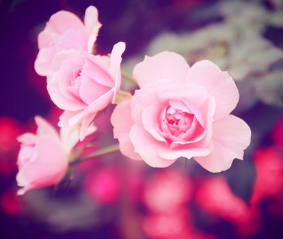 Pink rose in garden with retro filter effect