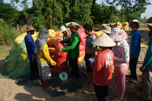 DONG THAP, VIET NAM- NOVEMBER 12: Trader buy rice of farmer, paddy grain in rice sack & arrange in pile, people weigh and take notes  in Dong Thap, Viet Nam, November 12, 2013