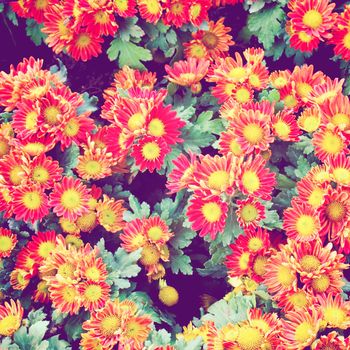 Red flowers background with retro filter effect