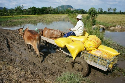 DONG THAP, VIET NAM- NOVEMBER 12: Buffalo cart try transport paddy in rice sack after harvest on farmland go through marshy area ,Dong Thap, Viet Nam, November 12, 2013 