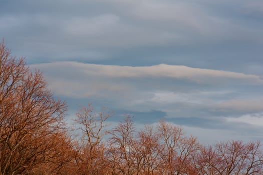View of tree in the autumn season
