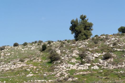 Lonely tree on the slope of the mediterranean hill 