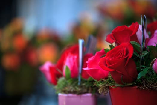 A lot of roses inside the pots