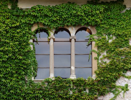 Castle window with ivy in Slovenia