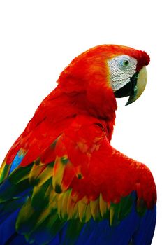 Colorful Scarlet Macaw aviary, back profile, isolated on white