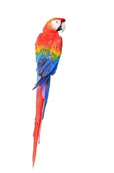 Colorful Scarlet Macaw aviary, back profile, isolated on white