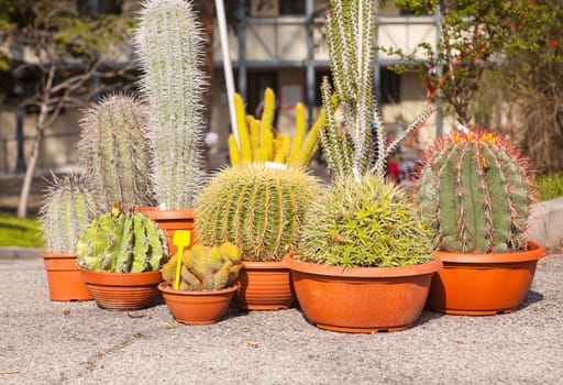 A lot of cactus plant in the pots