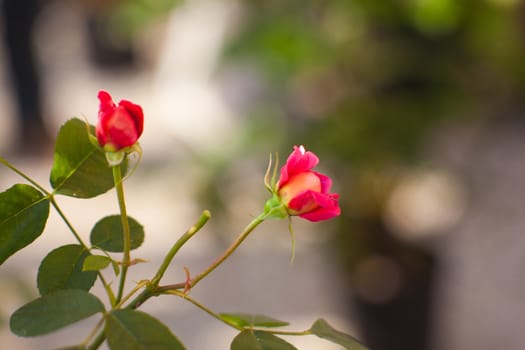 Close up of little red roses in the garden