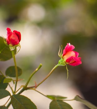 Close up of little red roses in the garden