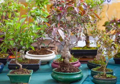 View of Bonsai trees in the street market