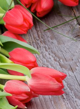 Corner Border of Beautiful Spring Red Tulips closeup on Rustic Wooden background