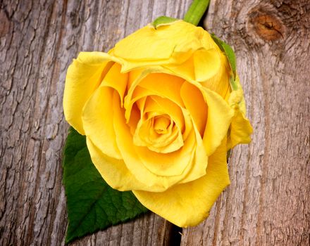 Flower Head of Beauty Fragile Yellow Rose with Leaf closeup on Rustic Wooden background