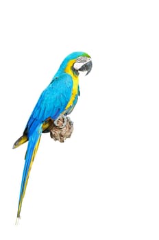 Blue and Gold Macaw aviary, isolated on a white background 
