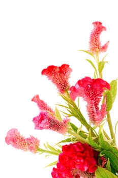 Red flower, Cockscomb or Chinese Wool Flower (Celosia argentea), isolated on a white background